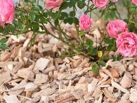 Decorative Wood Chip